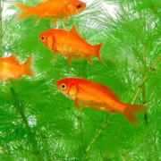 金魚の繁殖 繁殖時期 繁殖方法 繁殖行動など解りやすく解説