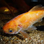 金魚の水カビ病