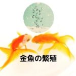 金魚の繁殖