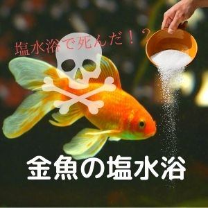 金魚が塩水浴で死んだ 塩水の効果と正しいやり方
