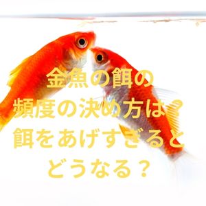 金魚の餌の頻度の決め方