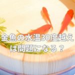 金魚の水温30度越えは問題になる？