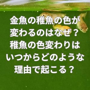 金魚の稚魚の色が変わるのはなぜ?稚魚の色変わりはいつからどのような理由で起こる?