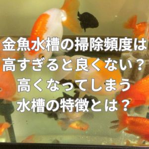 金魚水槽の掃除頻度は高すぎると良くない？高くなってしまう水槽の特徴とは？