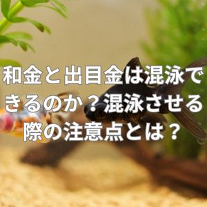 和金と出目金は混泳できるのか?混泳させる際の注意点とは?