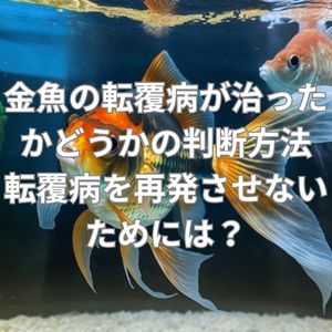 金魚の転覆病が治ったかどうかの判断方法は？転覆病を再発させないためには？