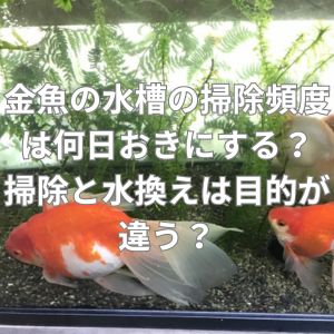 金魚の水槽の掃除頻度は何日おきにする?掃除と水換えは目的が違う?