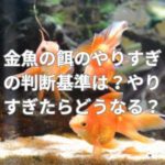 金魚の餌のやりすぎの判断基準は？やりすぎたらどうなる？