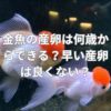 金魚の産卵は何歳からできる？早い産卵は良くない？